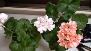 Пеларгонии Bold Sunrise и Bold Princess, само изящество красок от Bold
