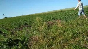 САМОДЕЛЬНЫЙ ОПРЫСКИВАТЕЛЬ для обработки картофеля от колорадского жука