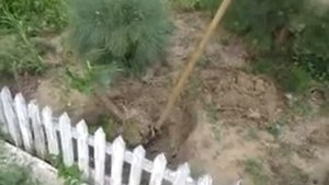 Сумах и айлант Пересадка сумаха Отводки 08 07 2020