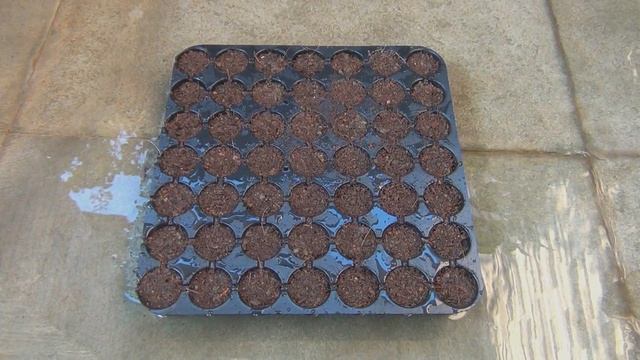 Learn How to Grow Cineraria from Seed Perfectly смотреть онлайн