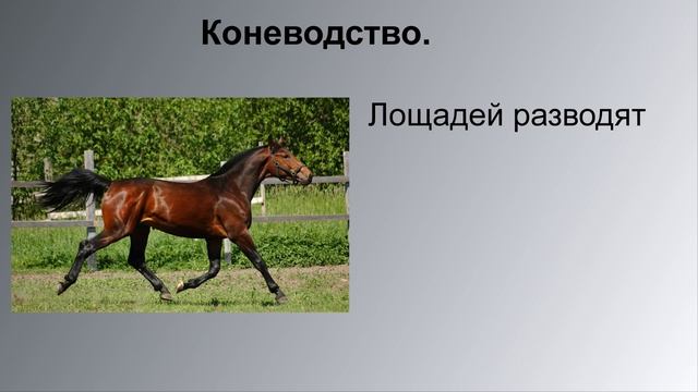 Отрасли животноводства смотреть онлайн