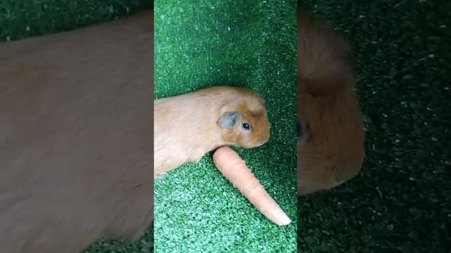 Пара морских свинок посажены на вязку. смотреть онлайн