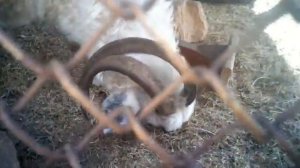 Горные козлы