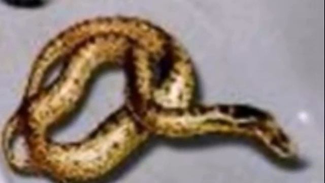Snake crawled into a bath from sewage in Zelenograd, Russia Змея заползла в ванну из канализации смотреть онлайн