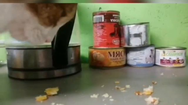 Мелкие воришки стащили мою булочку с сыром. смотреть онлайн