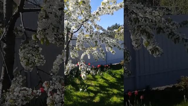 Как я добилась такого цветения черешни и мой малыш нектарин. смотреть онлайн