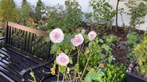 🌹 Blue Girl by NIRP / Lavender Rose / Purple Rose / Sautari