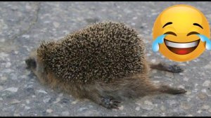 ТОП 5 смешных ежей! Смешные ежи 2022| всем смотреть