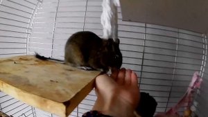 Любопытные дегу| Странные звуки