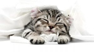 Мурчание кошки. котёнка. Приятное мурчание. Звуки для сна.