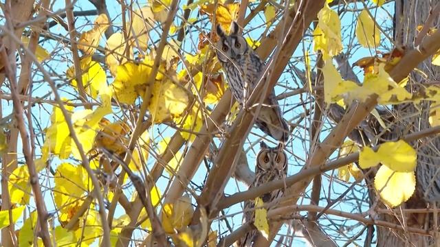 Крымские совы смотреть онлайн