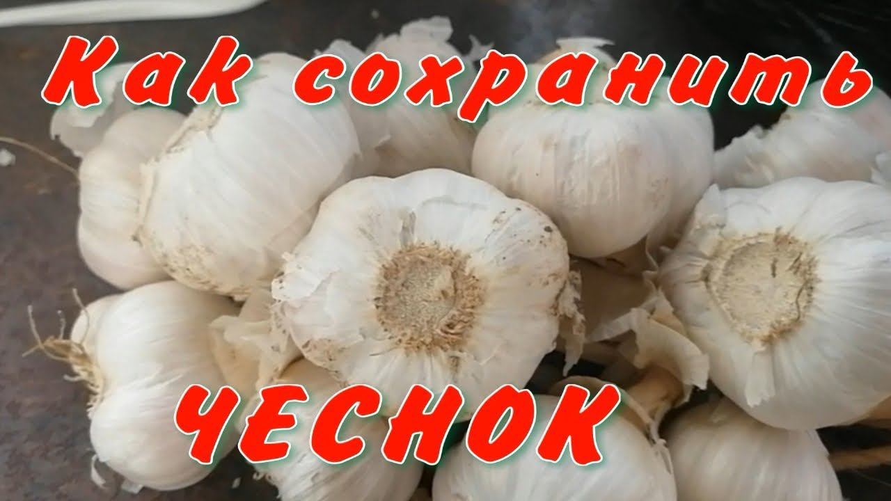 Как  сохранить  чеснок до весны
