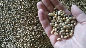 Свиньи все в строю. Объясняю по сое. Сухой корм свиньям. Сім'я в селі.