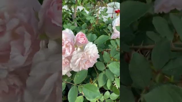 Morden blush Rose full blooming