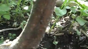 Хурма  размножение путем укоренения