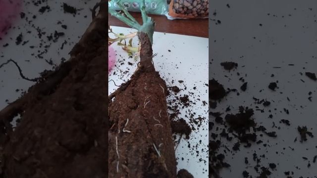 Роза Юстасия Вей от Поиск смотреть онлайн