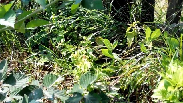 Ежевика выращивание. Несколько советов для облегчения укрытия кустов на зиму смотреть онлайн