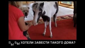 САМАЯ МАЛЕНЬКАЯ ЛОШАДЬ ДОМАШНИЕ ПОНИ КАК УХАЖИВАТЬ КАКИЕ БЫВАЮТ ПОНИ