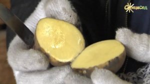 Картопля ОРЛА: ідеально розварюється! ??