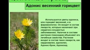 Адонис весенний горицвет