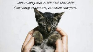 Заговор от болезни у котов и кошек