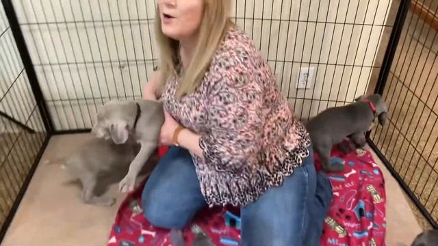 Izzy's Weimaraner Puppies Week 7 смотреть онлайн