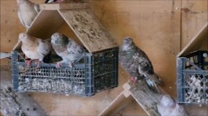 Сельские голуби. 22 05 2022г.В гостях у Геннадия, бакинские белые и акбаши.