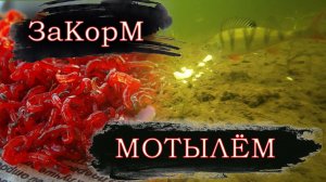 Закорм мотылём ПОДВОДАНЯ сьемка!!! Мотыль как прикормка ЗИМОЙ. Реакция рыбы. ПОДВОДНЫЕ СЪЁМКИ!