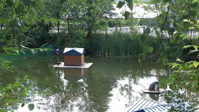 Пруд.Игуменский сад.24.6.2о11г.ф..wmv смотреть онлайн