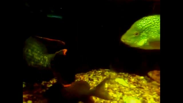 #Aquarium. Цихлазома из Никарагуа. смотреть онлайн
