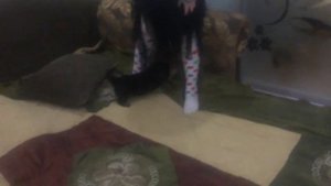 Моя мечта сбылась , мне купили Йорка / первый день в доме
