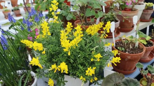 Early spring in greenhouse .March 2020 смотреть онлайн