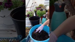 Универсальный грунт для черенкования петуний, гортензий, клематисов, роз и т.д.