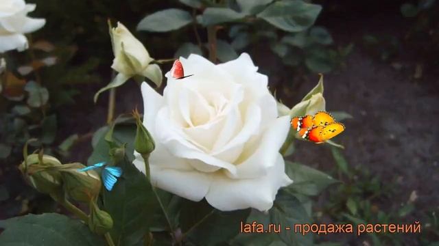 Роза чайно-гибридная Ленип (rose lenip) ? роза Ленип обзор: как сажать саженцы розы Ленип смотреть онлайн