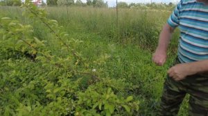 Пустораменка - цель дачника и огородника