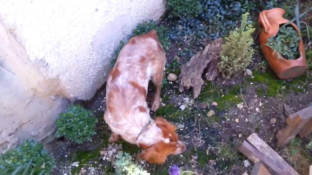 Епаньол бретон -стойка на пътпъдък смотреть онлайн