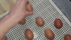 Начался наклев ЯЙЦА МАРАНА хорошо что я успела их переложить