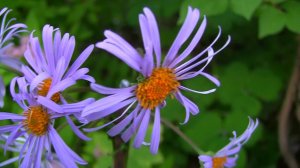 Голубая ромашка. Уникальный проект - Дачные картинки.