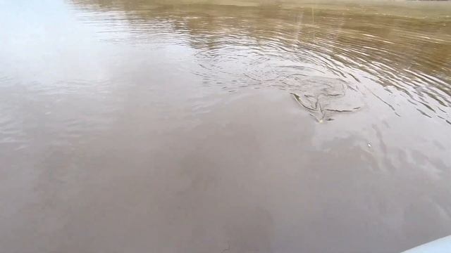 Спиннинг  рыбалка 7 октября 2021 года . Осенняя нельма .