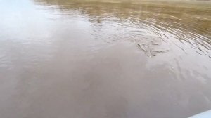 Спиннинг  рыбалка 7 октября 2021 года . Осенняя нельма .