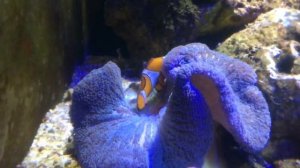 Blue Carpet Anemone | Beginners guid | Kya carpet Anemone Rekhea ya Nahi #reef#marine-aquarium#clow