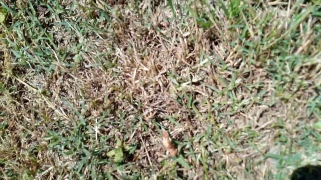 ящерка у имени Яща. часть1. смотреть онлайн