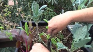 How to REGROW in Old Container Garden Vegetables ALL Year MAKE Compost VERTICAL Gardening POT Plant