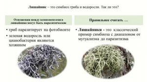 Интересное о лишайниках