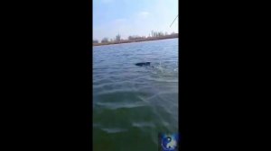 Настоящий кит. #Shorts