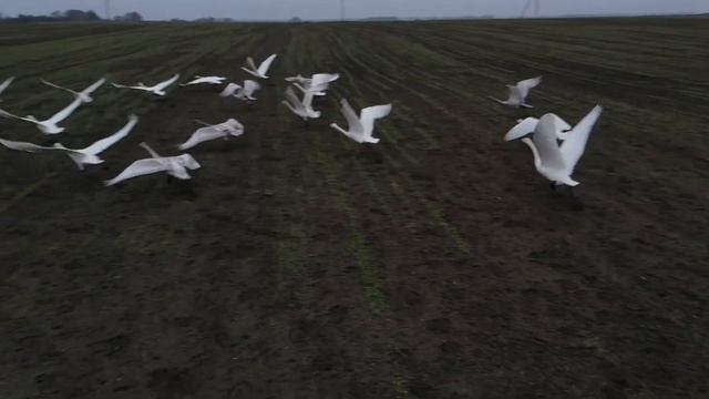 Дикие Лебеди