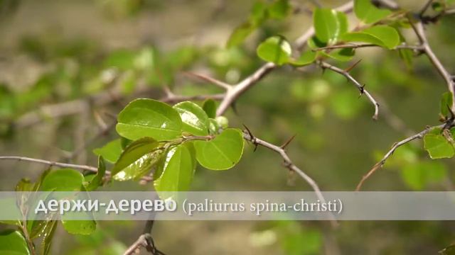 держи дерево смотреть онлайн