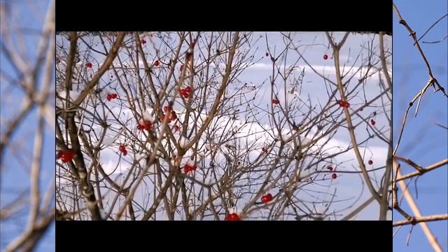 Видеозарисовка  Калина зимой
