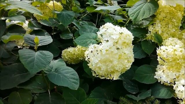 Озеро Лесное смотреть онлайн