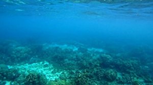 Филиппины 2023: снорклинг на острове Панглао, риф